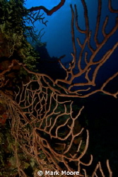 BLACK CORAL AT TRINITY CAVES GRAND CAYMAN by Mark Moore 